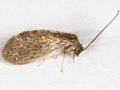 Sympherobius elegans
